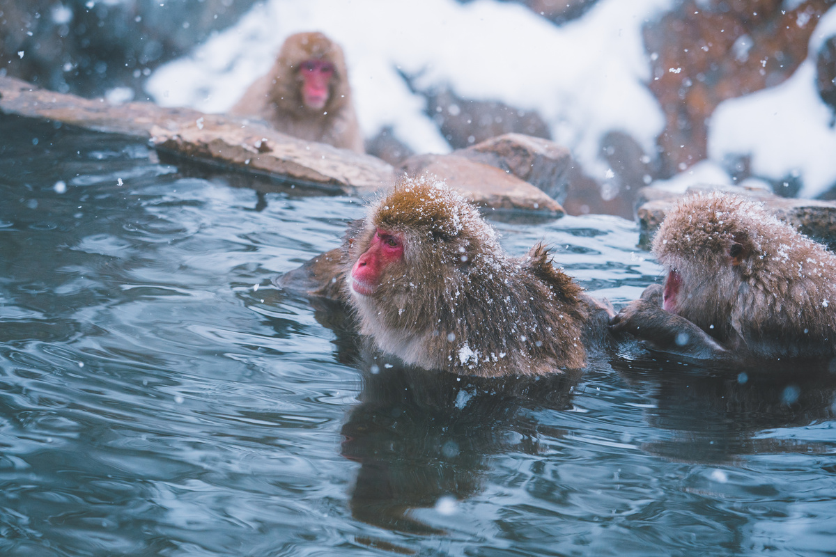 Japanese Monkey are Bathing  in a Natural Hot Spring