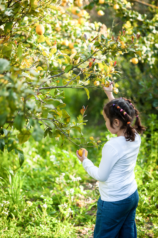 Little Girl Picking Oranges from a Tree in an Orchard